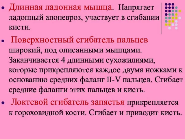 Длинная ладонная мышца. Напрягает ладонный апоневроз, участвует в сгибании кисти. Поверхностный