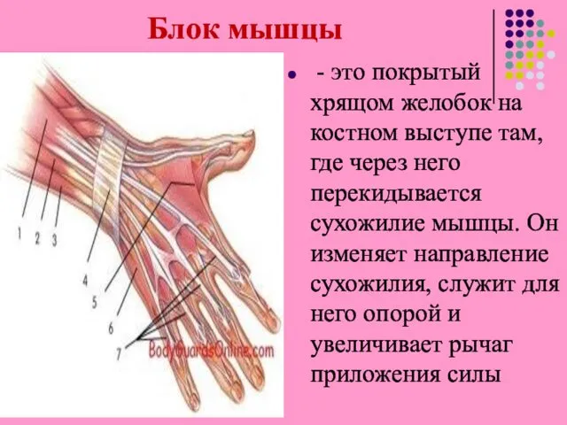 Блок мышцы - это покрытый хрящом желобок на костном выступе там,