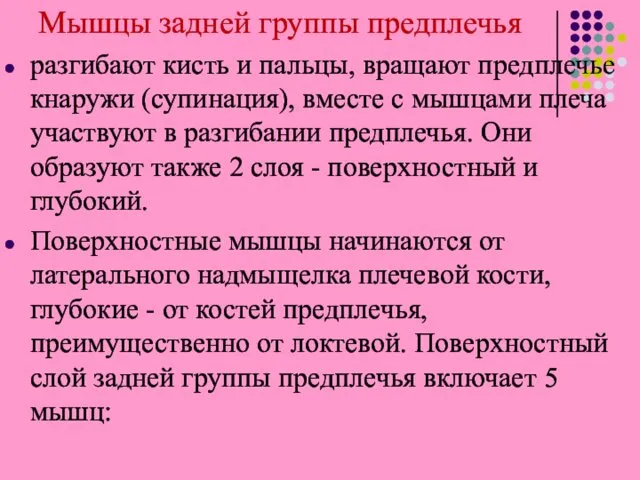 Мышцы задней группы предплечья разгибают кисть и пальцы, вращают предплечье кнаружи