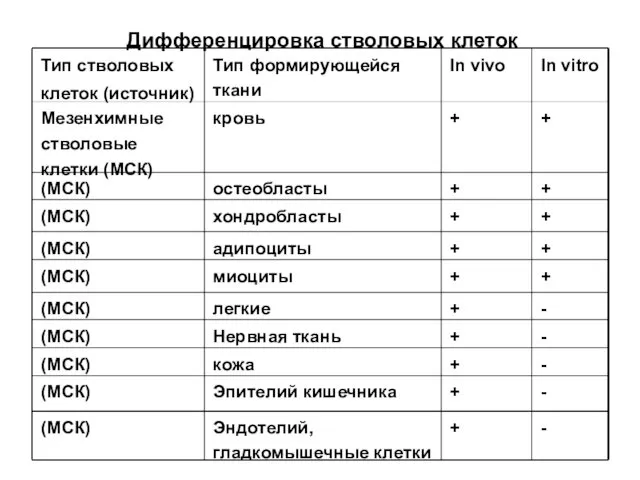 Дифференцировка стволовых клеток Тип стволовых клеток (источник) Тип формирующейся ткани In