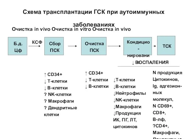 Схема трансплантации ГСК при аутоиммунных заболеваниях Очистка in vivo Очистка in