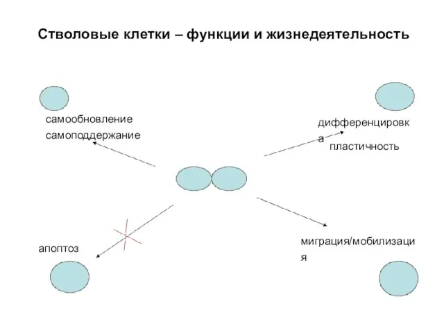 Стволовые клетки – функции и жизнедеятельность самообновление самоподдержание дифференцировка миграция/мобилизация апоптоз пластичность