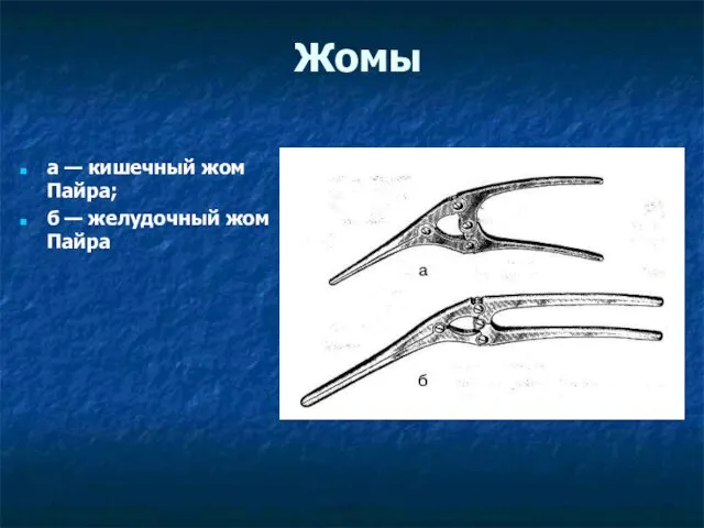 Жомы а — кишечный жом Пайра; б — желудочный жом Пайра