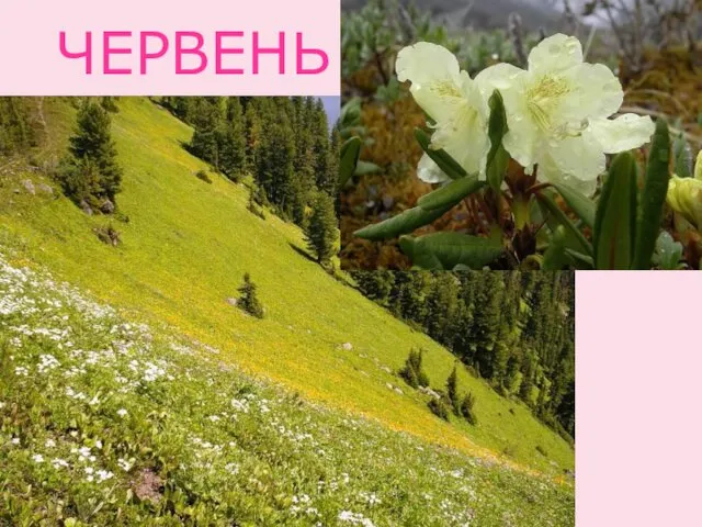 ЧЕРВЕНЬ