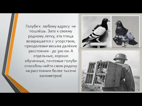 Голубя к любому адресу не пошлёшь. Зато к своему родному летку,