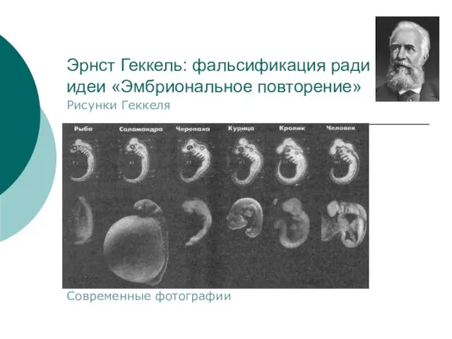 Эрнст Геккель: фальсификация ради идеи «Эмбриональное повторение» Рисунки Геккеля Современные фотографии