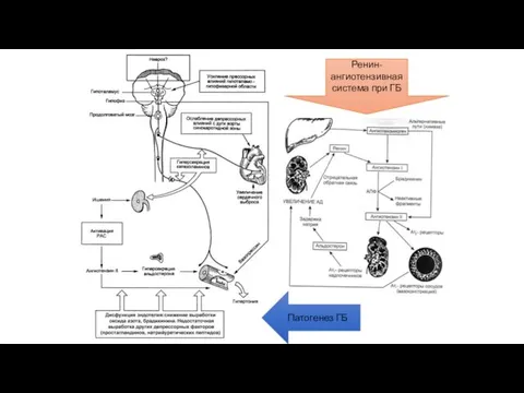 Патогенез ГБ Ренин-ангиотензивная система при ГБ