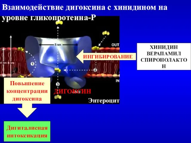 ХИНИДИН ВЕРАПАМИЛ СПИРОНОЛАКТОН Дигиталисная интоксикация Повышение концентрации дигоксина ИНГИБИРОВАНИЕ Энтероцит ДИГОКСИН