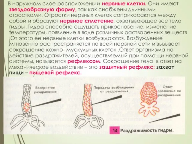 В наружном слое расположены и нервные клетки. Они имеют звездообразную форму,