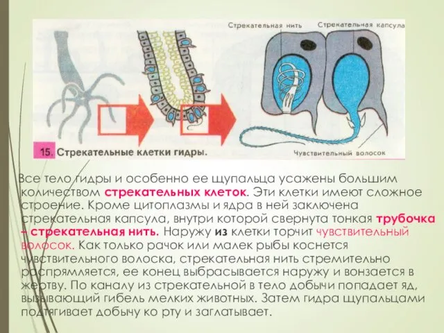 Все тело гидры и особенно ее щупальца усажены большим количеством стрекательных