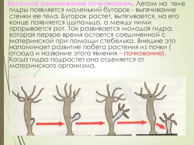 Бесполое размножение почкованием. Летом на теле гидры появляется маленький бугорок -