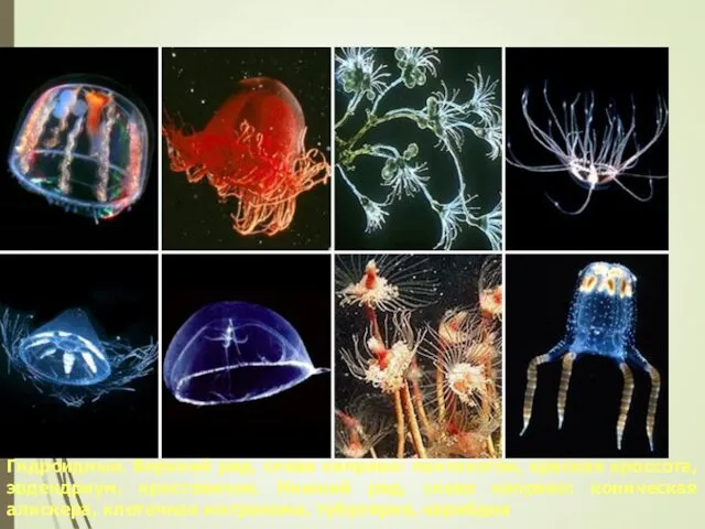 Гидроидные. Верхний ряд, слева направо: пантахогон, красная кроссота, эвдендриум, крестовичок. Нижний