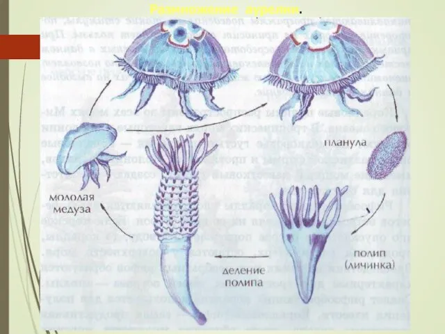 Размножение аурелии.
