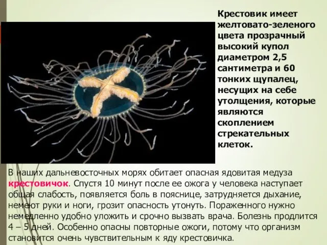 В наших дальневосточных морях обитает опасная ядовитая медуза крестовичок. Спустя 10