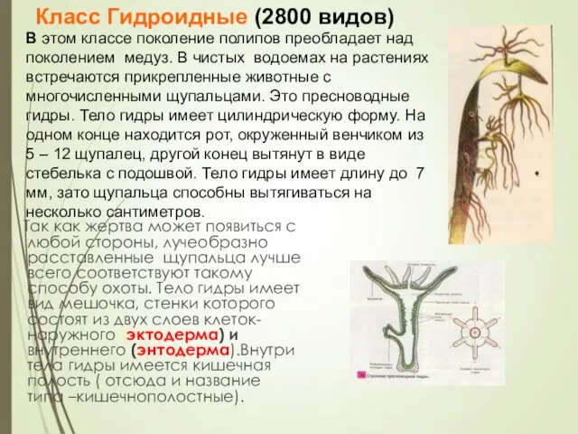 Так как жертва может появиться с любой стороны, лучеобразно расставленные щупальца