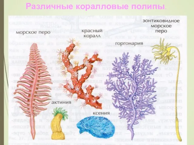 Различные коралловые полипы.