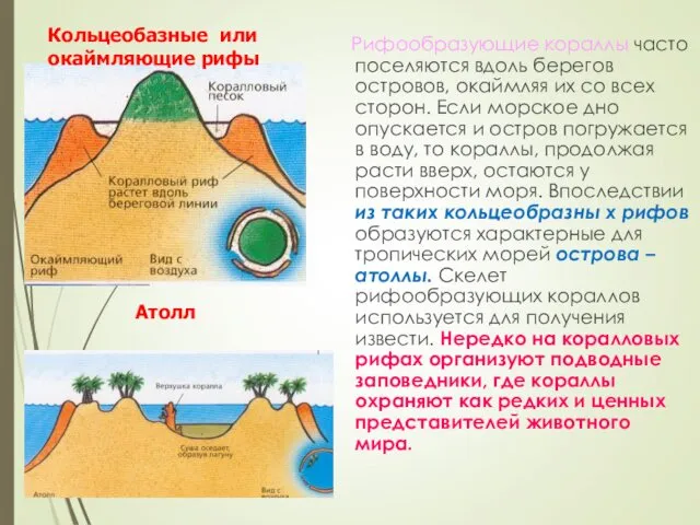 Рифообразующие кораллы часто поселяются вдоль берегов островов, окаймляя их со всех