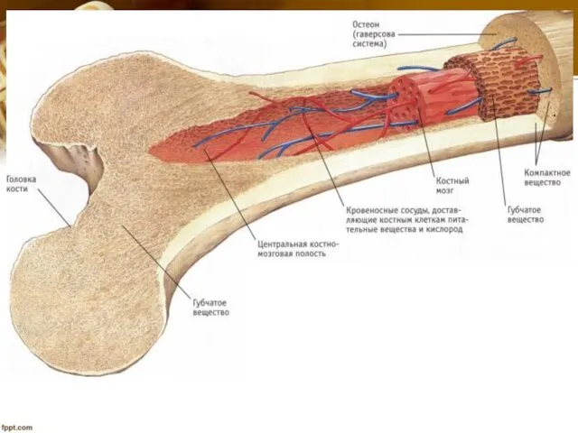 Кость как орган Состоит из практически всех видов тканей: 1. Костная