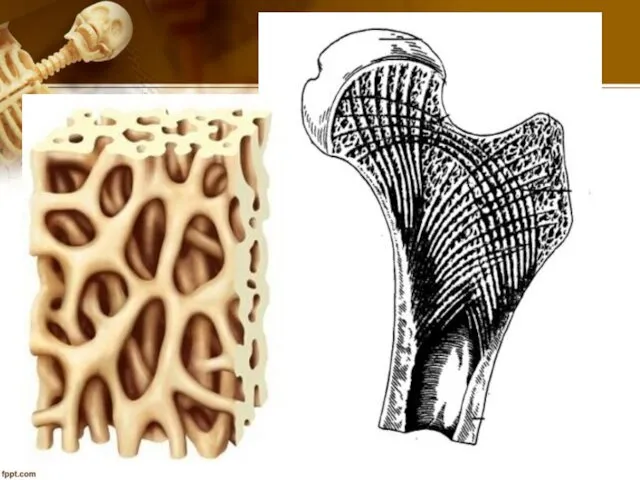 Кость как орган Состоит из костных пластинок, различают губчатое и компактное