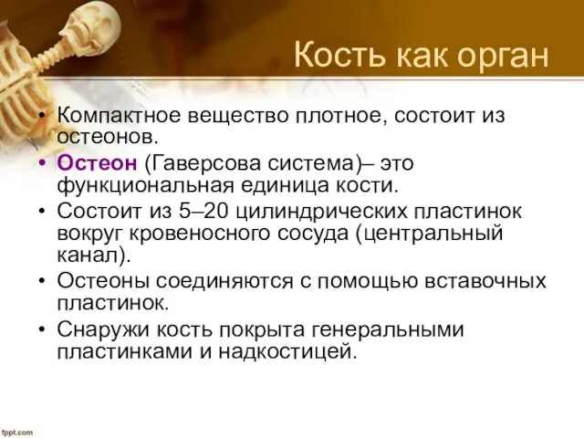 Кость как орган Компактное вещество плотное, состоит из остеонов. Остеон (Гаверсова