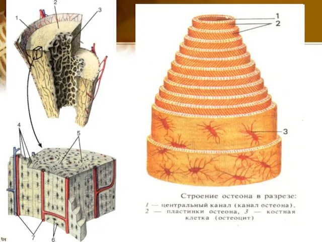 Строение остеона