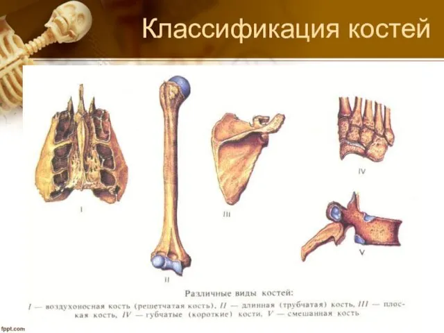 Классификация костей По форме, функции, строению и развитию кости делятся на