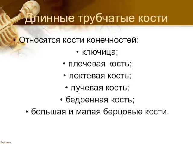 Длинные трубчатые кости Относятся кости конечностей: ключица; плечевая кость; локтевая кость;