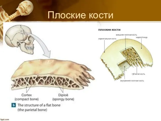 Плоские кости Плоские кости: грудина, лопатка, теменная кость, рёбра и др.