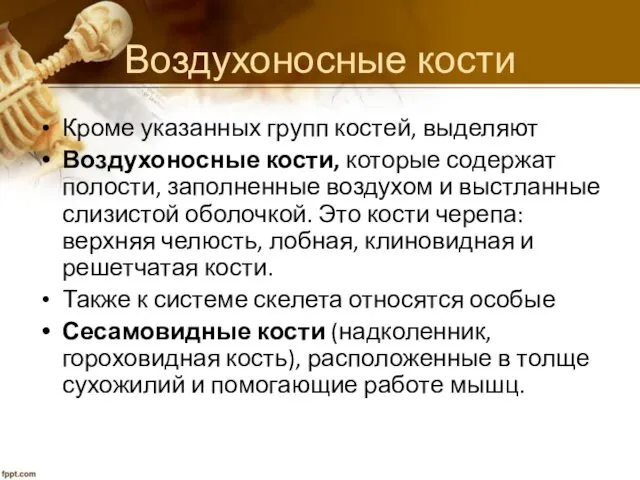 Воздухоносные кости Кроме указанных групп костей, выделяют Воздухоносные кости, которые содержат