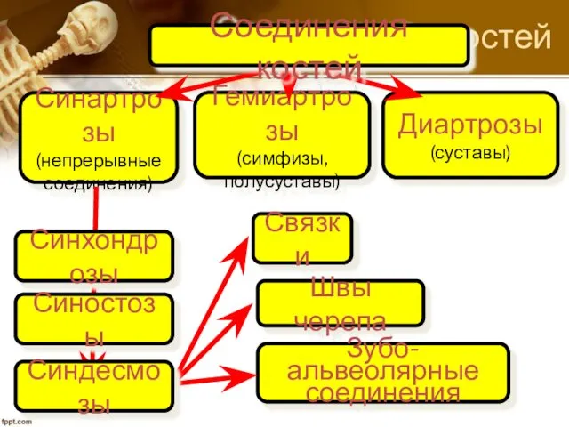 Соединения костей Синартрозы (непрерывные соединения) Диартрозы (суставы) Гемиартрозы (симфизы, полусуставы) Соединения