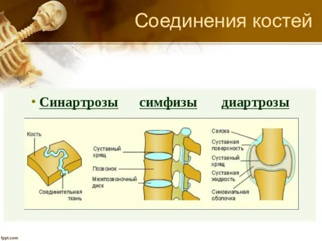 Соединения костей