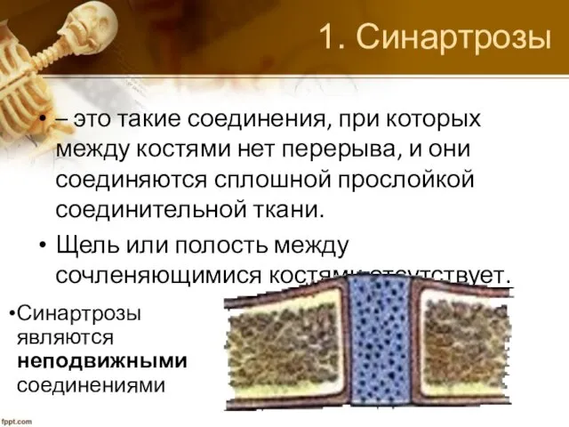 1. Синартрозы – это такие соединения, при которых между костями нет