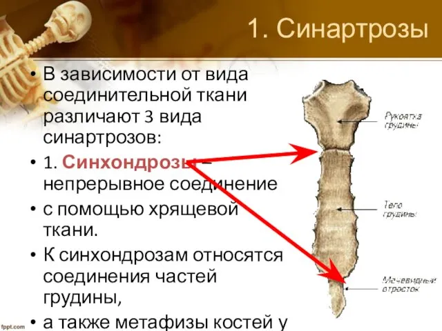 1. Синартрозы В зависимости от вида соединительной ткани различают 3 вида