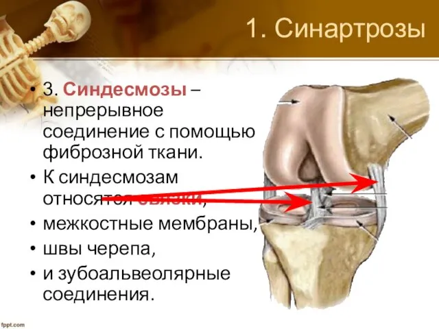 1. Синартрозы 3. Синдесмозы – непрерывное соединение с помощью фиброзной ткани.