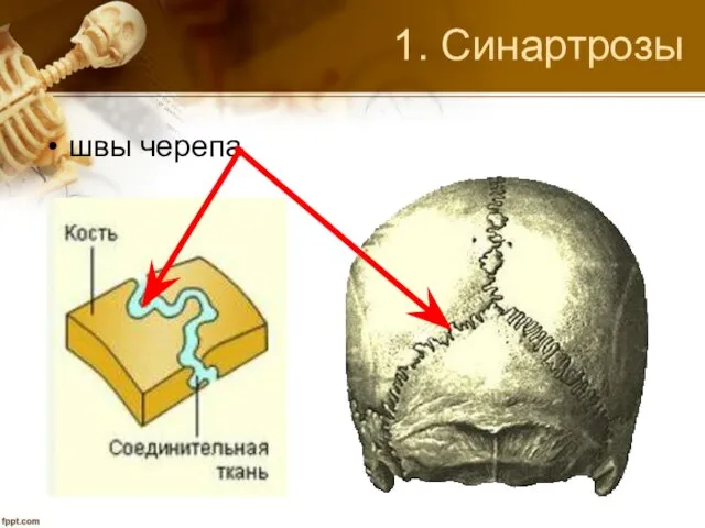 1. Синартрозы швы черепа
