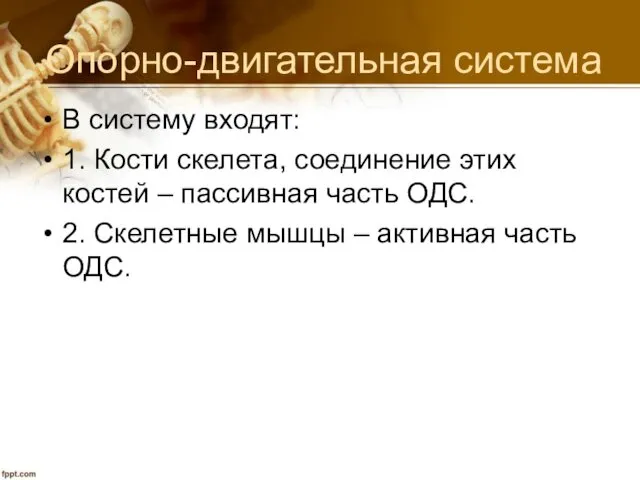 Опорно-двигательная система В систему входят: 1. Кости скелета, соединение этих костей