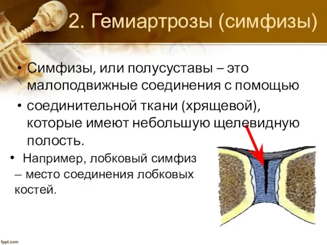 2. Гемиартрозы (симфизы) Симфизы, или полусуставы – это малоподвижные соединения с