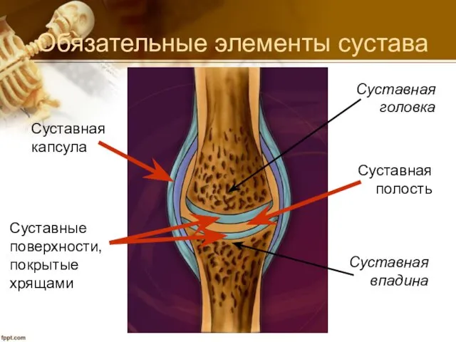 Обязательные элементы сустава Суставная капсула Суставные поверхности, покрытые хрящами Суставная головка Суставная впадина Суставная полость