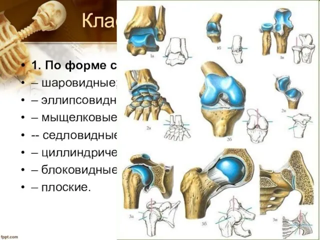 Классификация суставов 1. По форме суставных поверхностей: – шаровидные; – эллипсовидные;