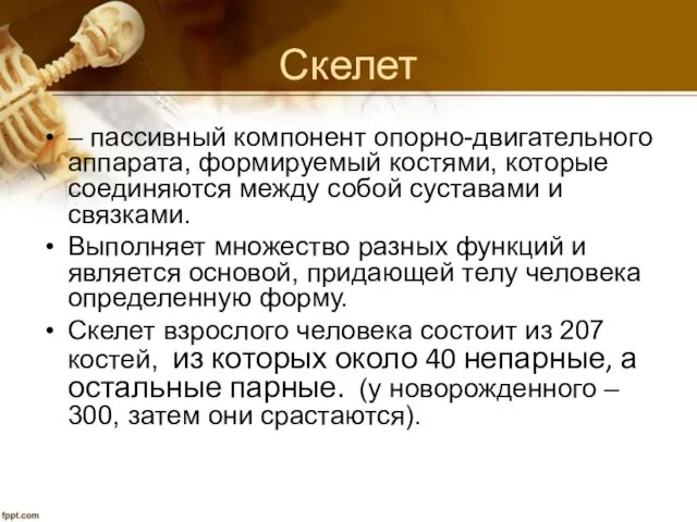 Скелет – пассивный компонент опорно-двигательного аппарата, формируемый костями, которые соединяются между