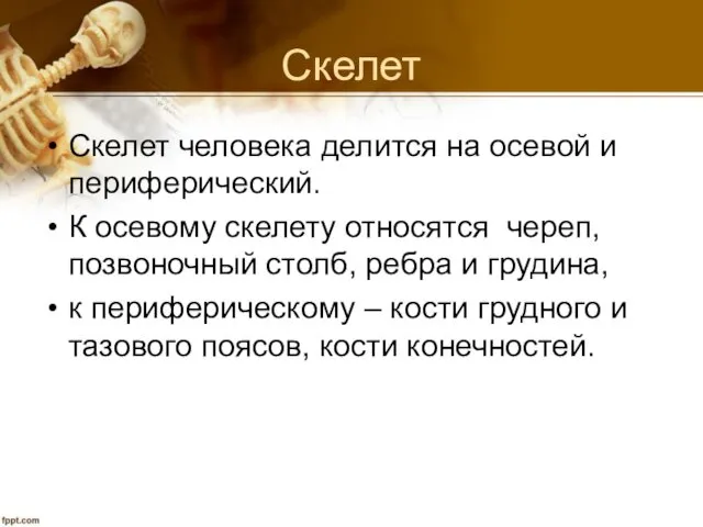 Скелет Скелет человека делится на осевой и периферический. К осевому скелету