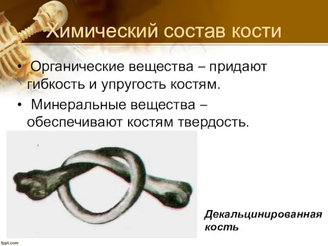 Химический состав кости Органические вещества – придают гибкость и упругость костям.