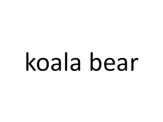 koala bear