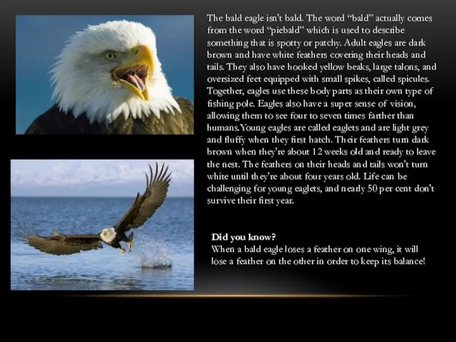 The bald eagle isn't bald. The word “bald” actually comes from