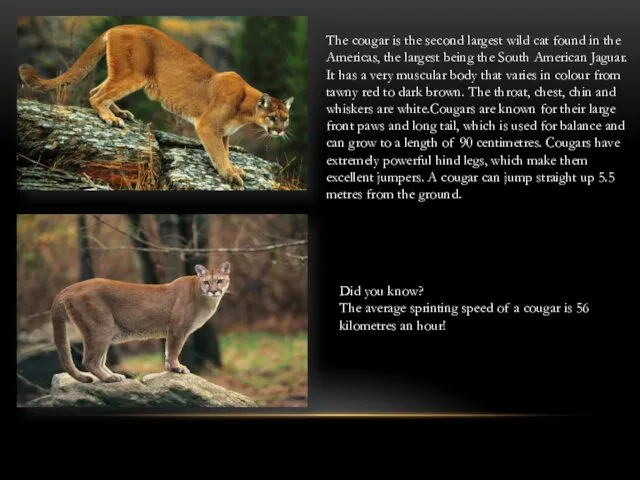 The cougar is the second largest wild cat found in the