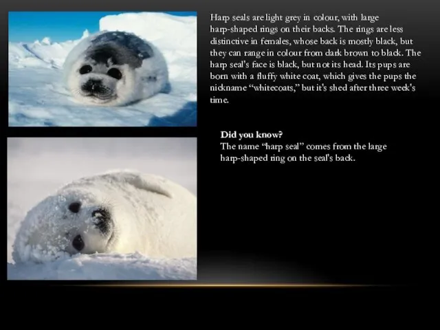 Harp seals are light grey in colour, with large harp-shaped rings