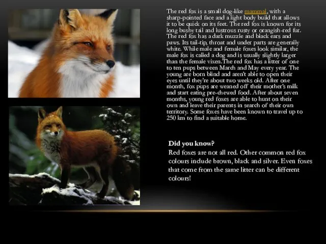 The red fox is a small dog-like mammal, with a sharp-pointed