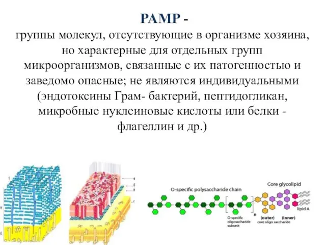PAMP - группы молекул, отсутствующие в организме хозяина, но характерные для