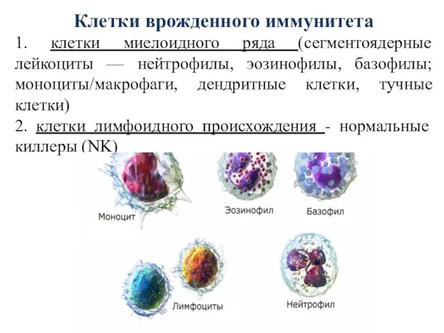 Клетки врожденного иммунитета 1. клетки миелоидного ряда (сегментоядерные лейкоциты — нейтрофилы,
