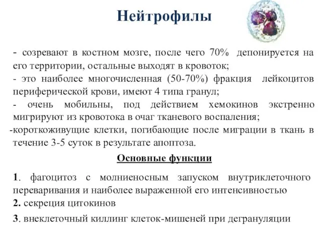 Нейтрофилы - созревают в костном мозге, после чего 70% депонируется на